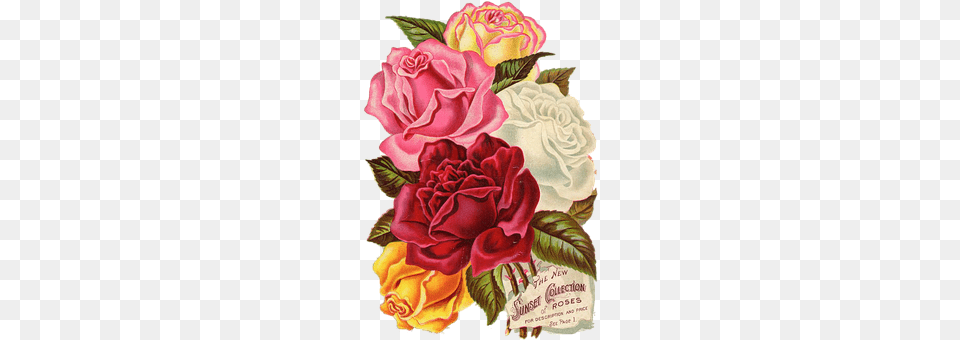 Red Carnation, Rose, Plant, Flower Png Image