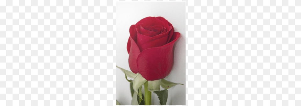 Red, Flower, Plant, Rose Png
