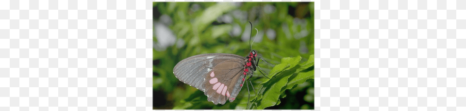 Red, Animal, Butterfly, Insect, Invertebrate Png Image