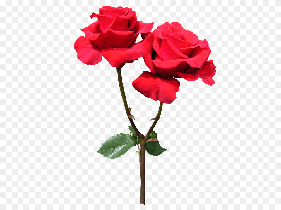Red Flower, Plant, Rose Free Png