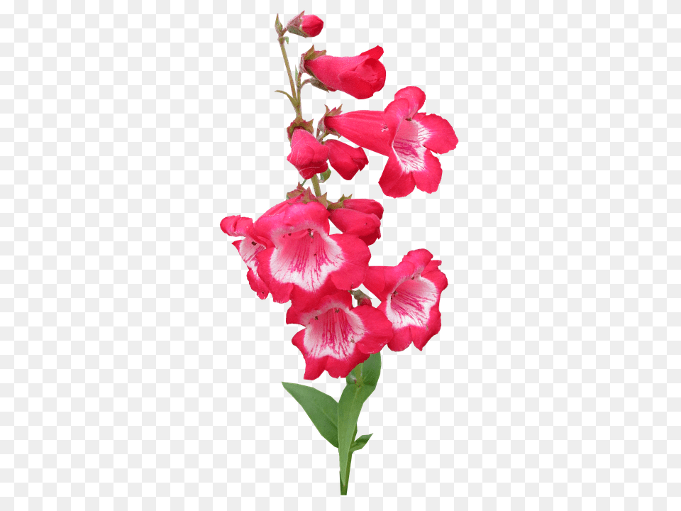 Red Flower, Plant, Petal, Geranium Free Transparent Png