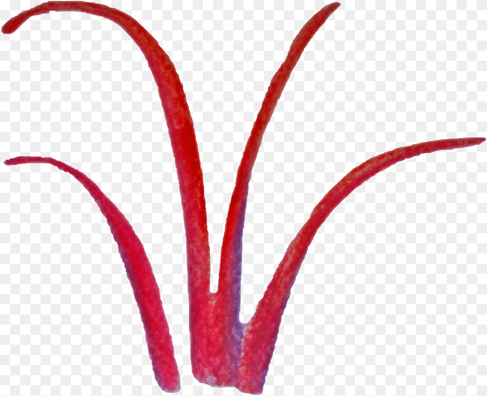 Red, Flower, Petal, Plant, Pollen Free Png Download