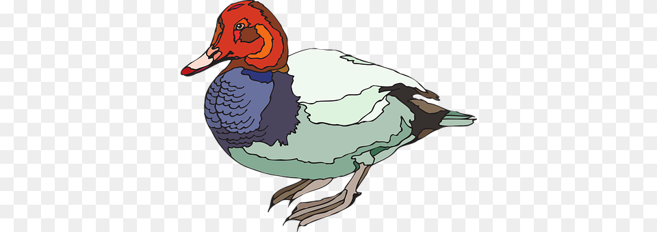 Red Animal, Anseriformes, Bird, Waterfowl Png