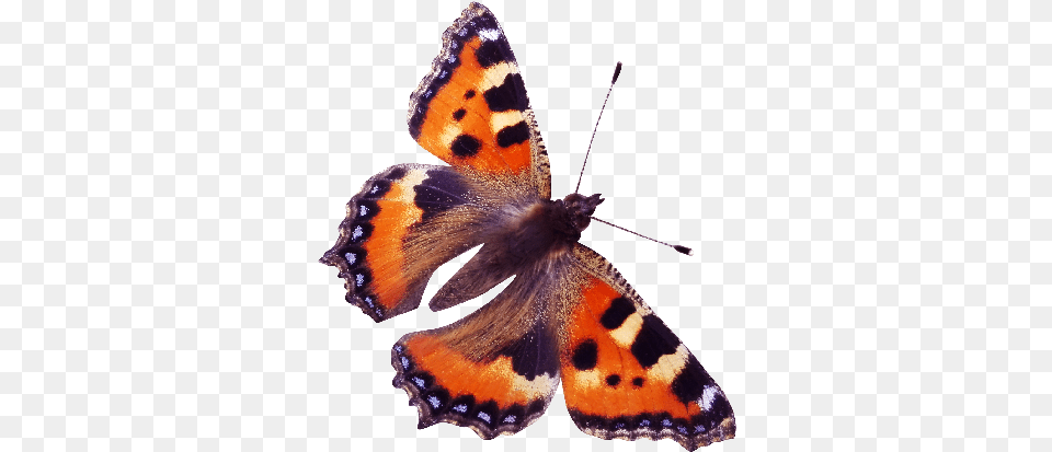 Red Admiral Butterfly, Animal, Insect, Invertebrate Png Image