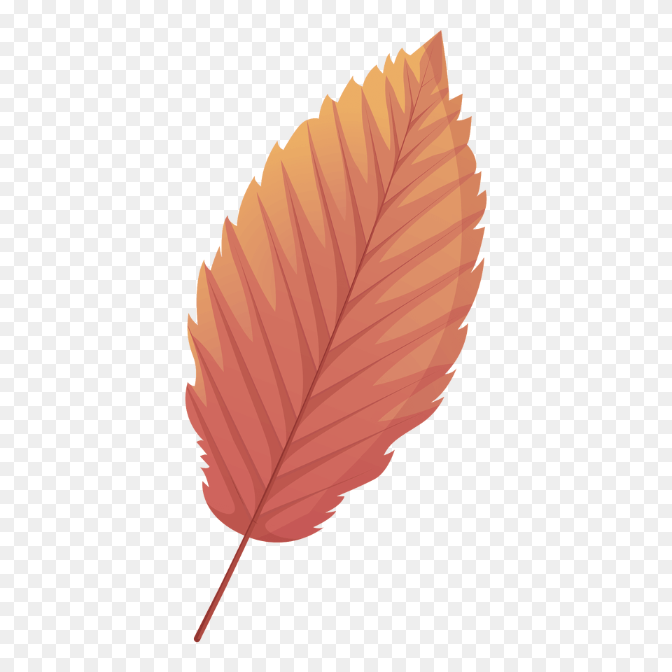 Red Alder Autumn Leaf Clipart, Plant, Tree Free Transparent Png