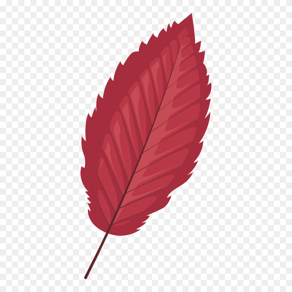 Red Alder Late Autumn Leaf Clipart, Plant, Tree Free Transparent Png