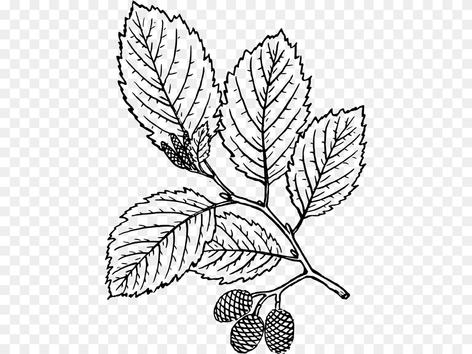 Red Alder Leaf Drawing Transparent Cartoons Red Alder Leaf Drawing, Gray Png Image