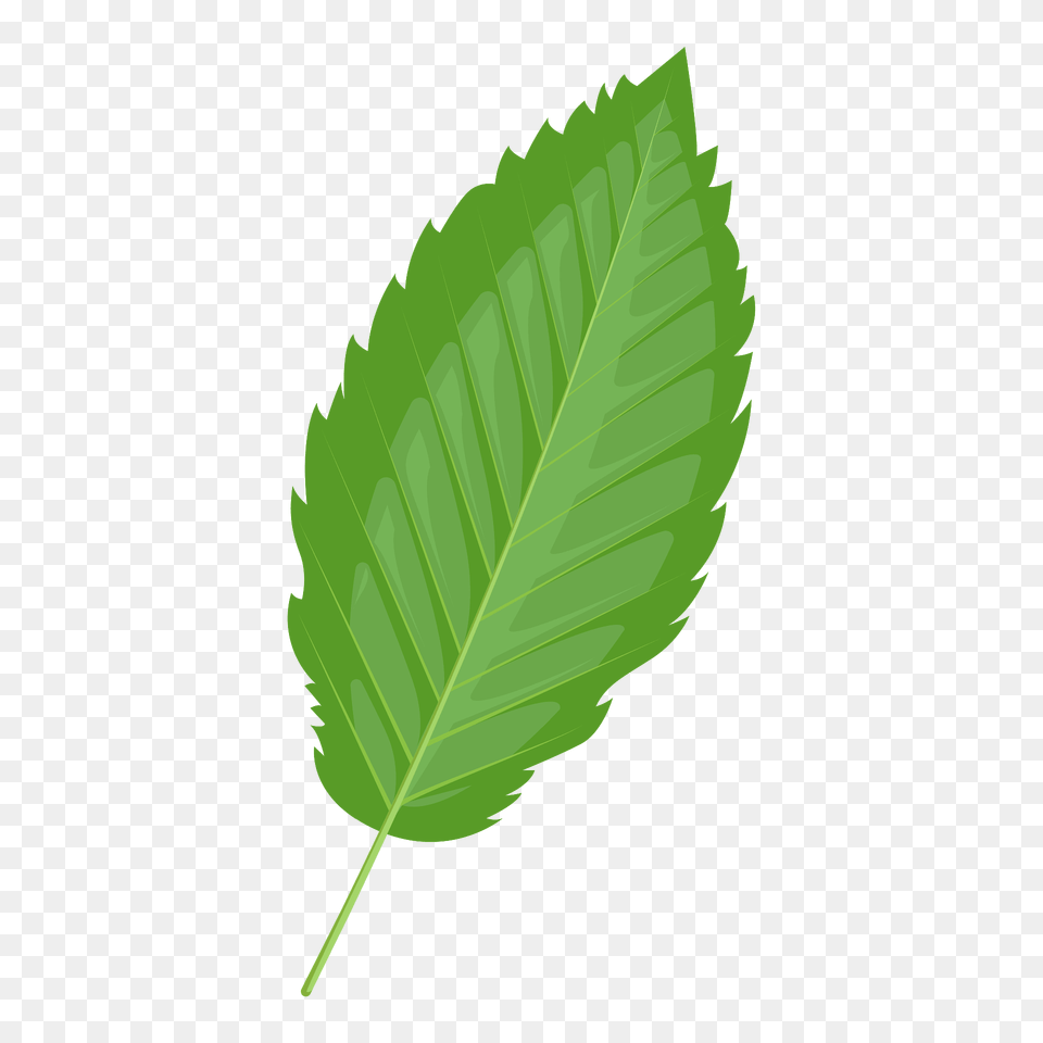 Red Alder Summer Leaf Clipart, Plant, Herbs, Mint Free Png Download