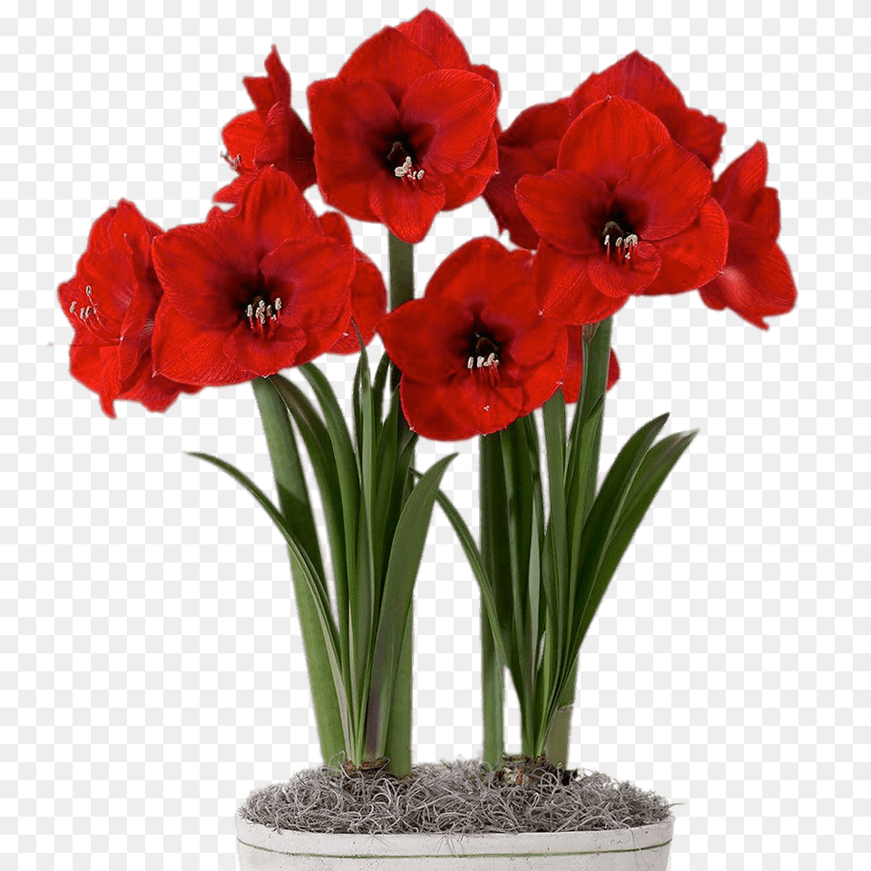 Red Amaryllis In Flower Pot, Plant, Geranium Free Transparent Png