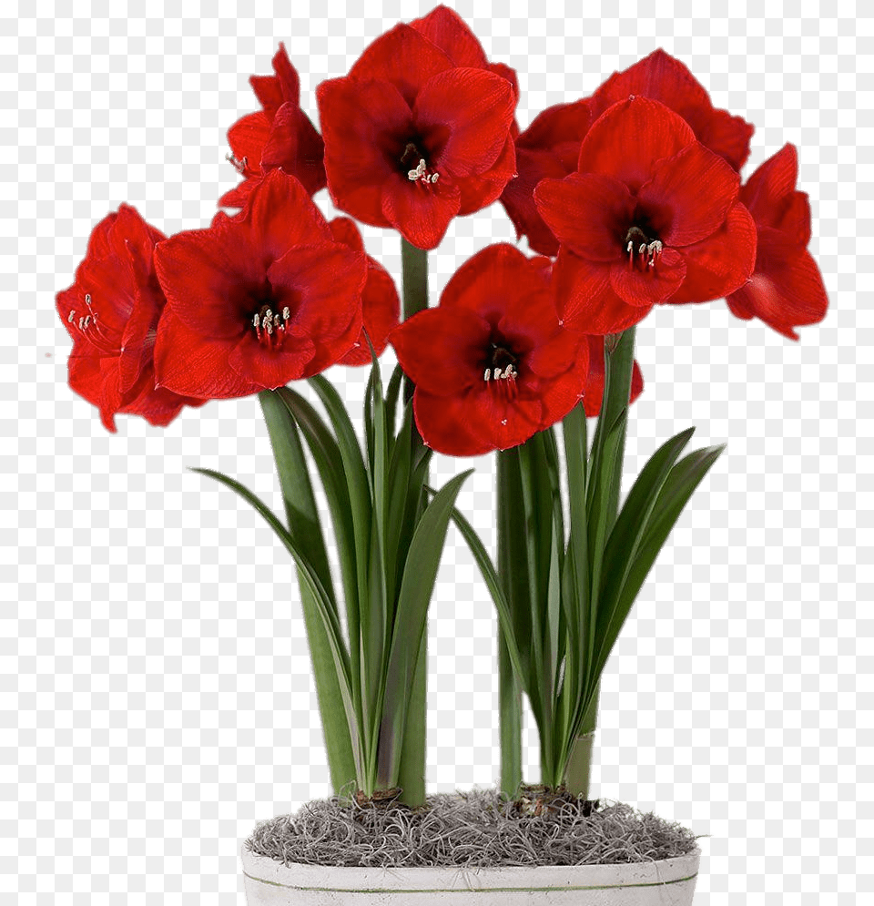 Red Amaryllis In Flower Pot Flores Com Bulbo, Plant, Geranium Free Png Download