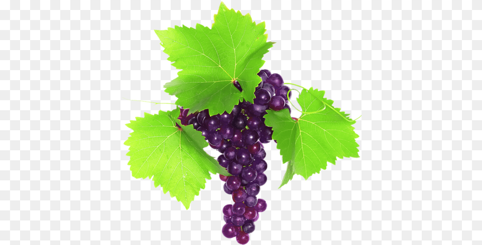 Red And Black Grapes Grape, Food, Fruit, Plant, Produce Free Transparent Png