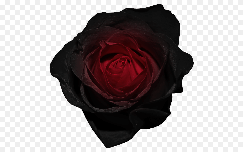 Red And Black Rose, Flower, Plant Free Transparent Png