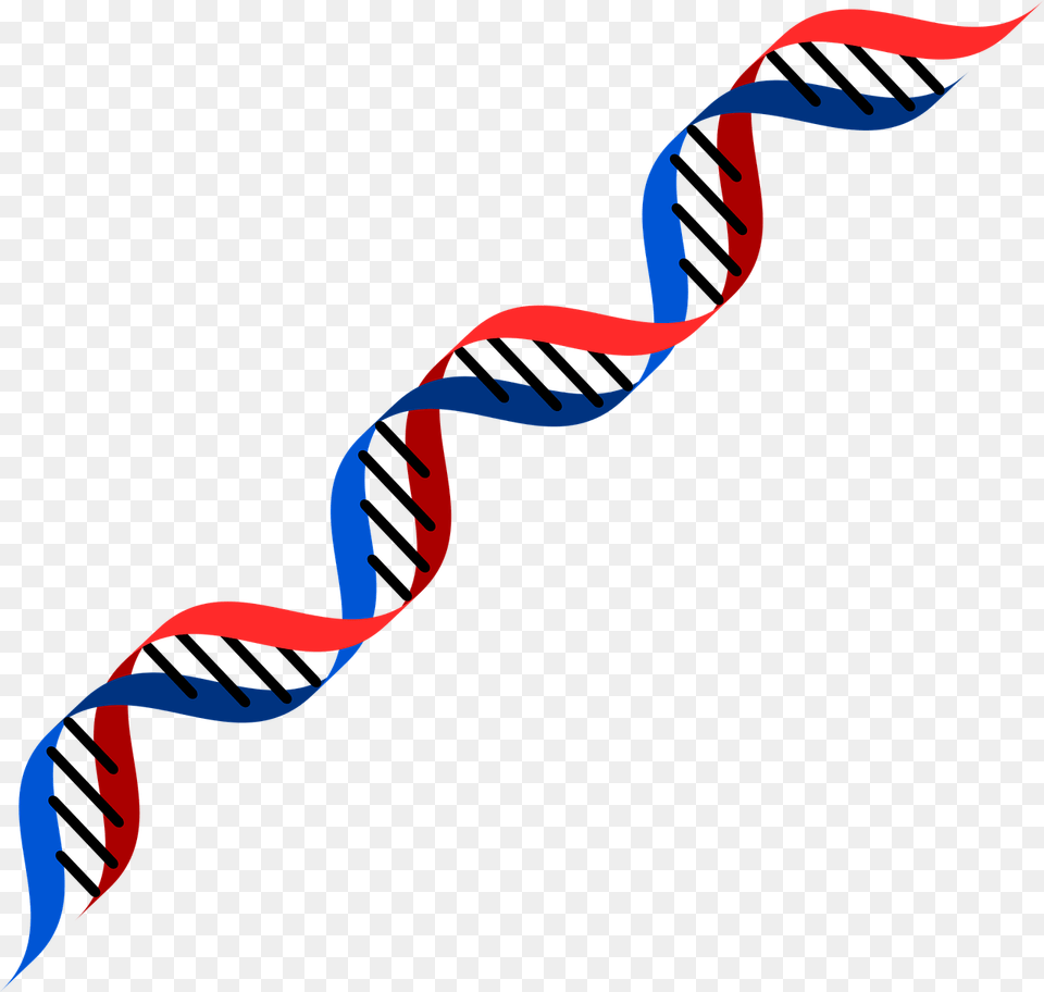 Red And Blue Dna, Rope, Paper, Person Free Png Download