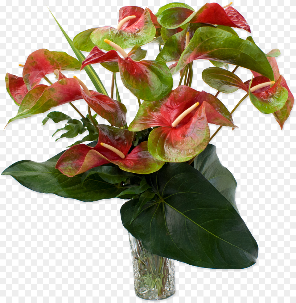 Red And Green Obake Anthurium Hawaiian Flowers Anthurium Flowers Plant, Flower, Flower Arrangement, Flower Bouquet Png