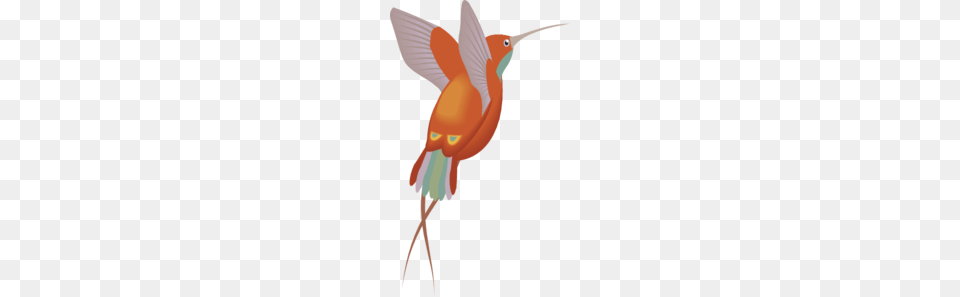 Red And Orange Hummingbird Clip Art, Animal, Bird, Person, Beak Free Png