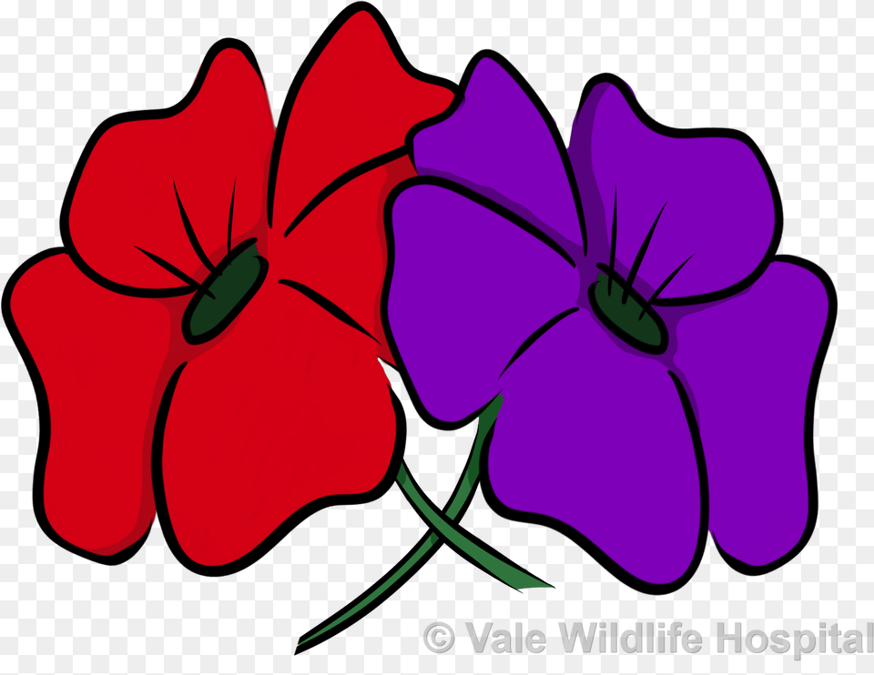 Red And Purple Poppy, Flower, Geranium, Petal, Plant Png