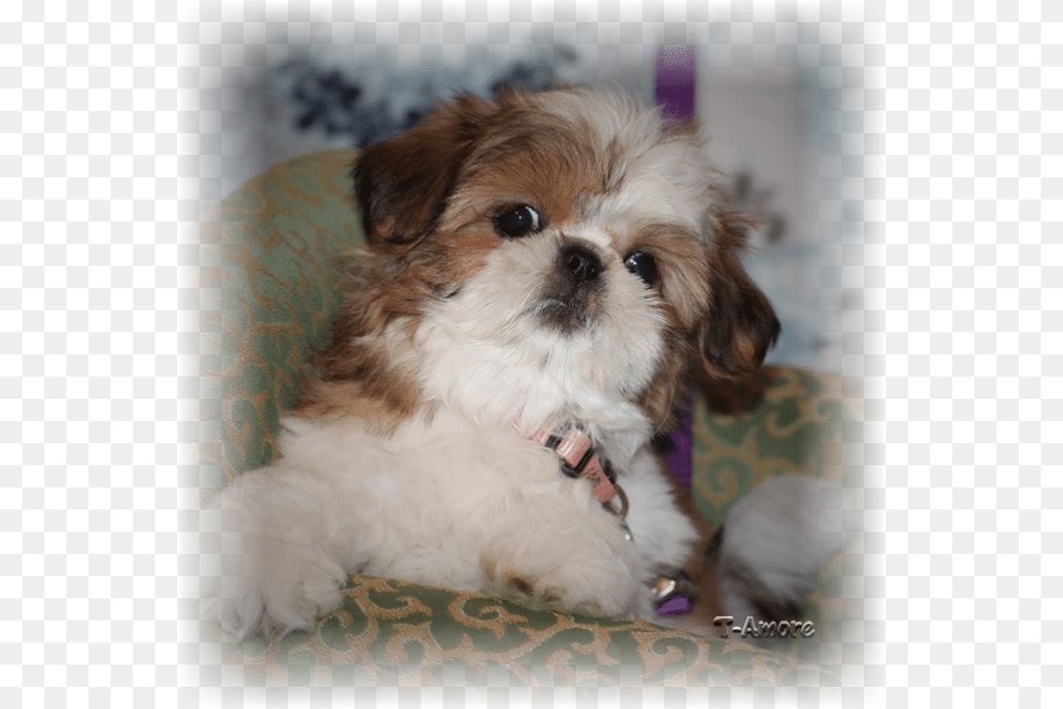 Red And White Female Shih Tzu Puppy Gold White, Animal, Canine, Dog, Mammal Free Png