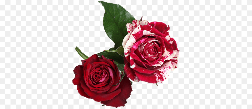 Red And White Flowers, Flower, Plant, Rose, Flower Arrangement Png