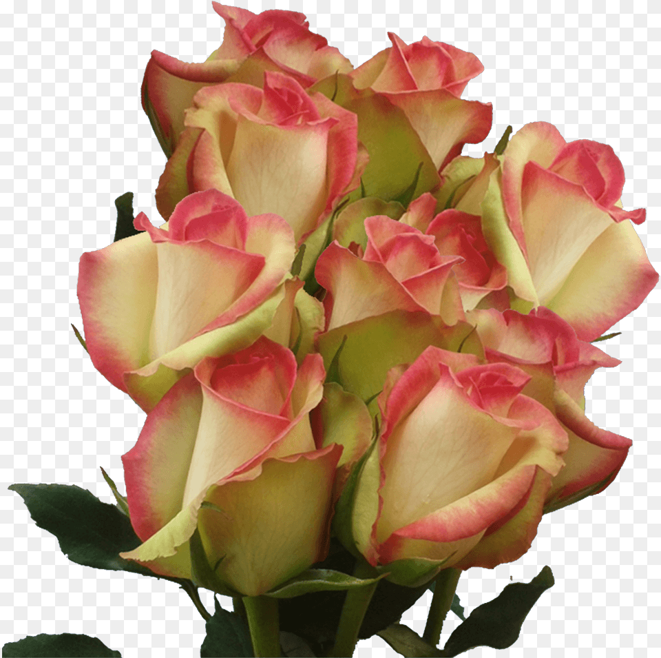 Red And White Long Stem Roses Multicolored Roses For Garden Roses, Flower, Flower Arrangement, Flower Bouquet, Plant Png