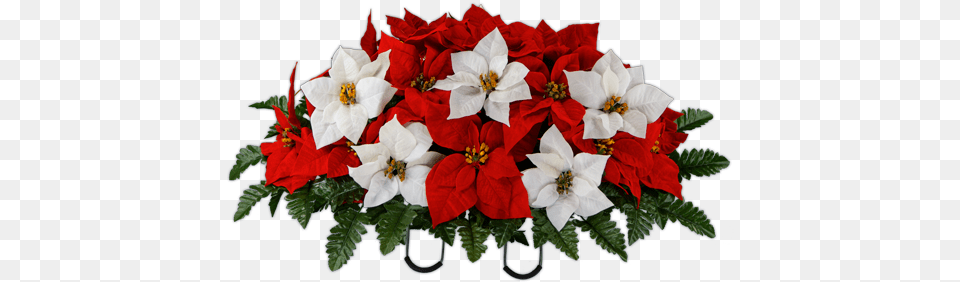 Red And White Poinsettia Poinsettia, Flower, Flower Arrangement, Flower Bouquet, Geranium Free Transparent Png