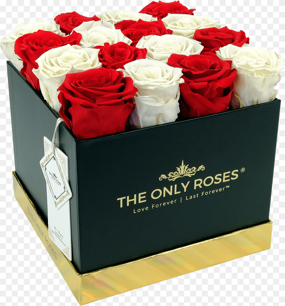 Red And White Preserved Roses Rose, Flower, Flower Arrangement, Flower Bouquet, Plant Free Transparent Png