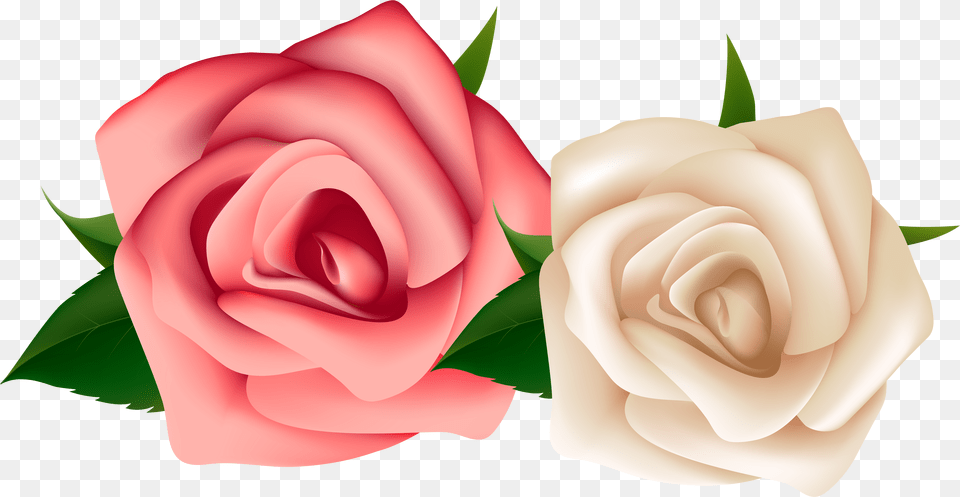 Red And White Rose Clipart Download Red And White Rose Clipart Free Png