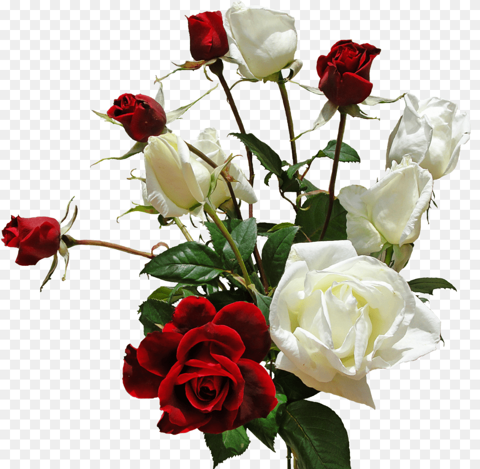 Red And White Roses, Flower, Flower Arrangement, Flower Bouquet, Plant Free Png Download