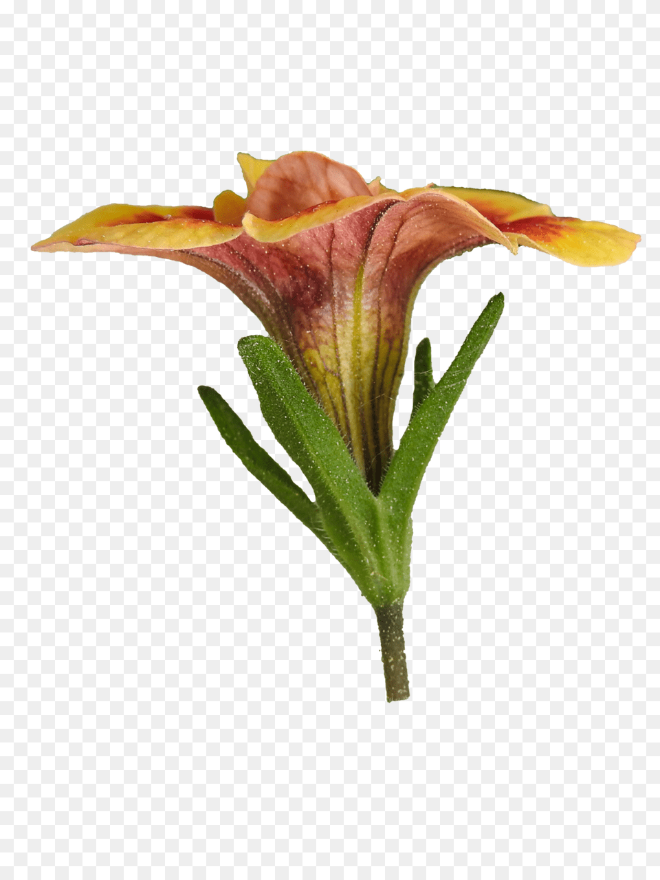 Red And Yellow Flower, Acanthaceae, Petal, Plant Png Image