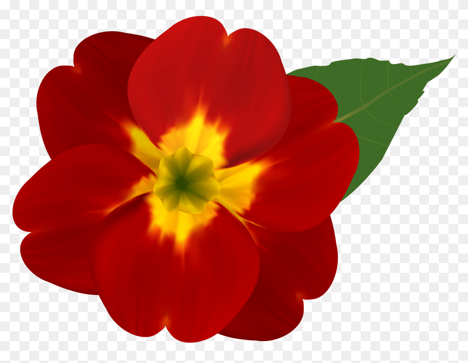 Red And Yellow Flower Clipart, Leaf, Petal, Plant, Geranium Png