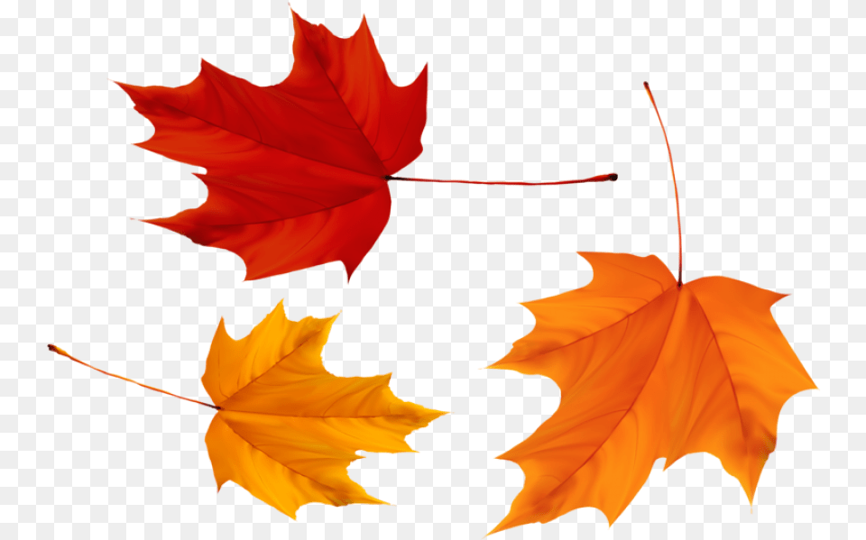 Red And Yellow Maple Leaves Three Maple Leaves, Leaf, Plant, Tree, Maple Leaf Free Png