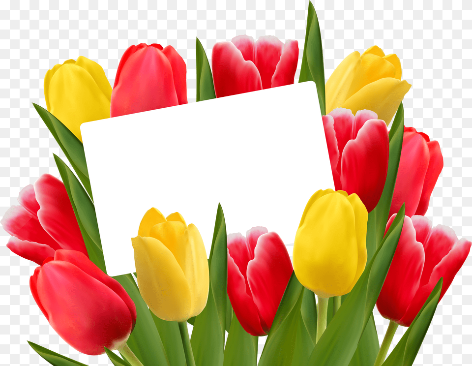 Red And Yellow Tulips Free Transparent Png