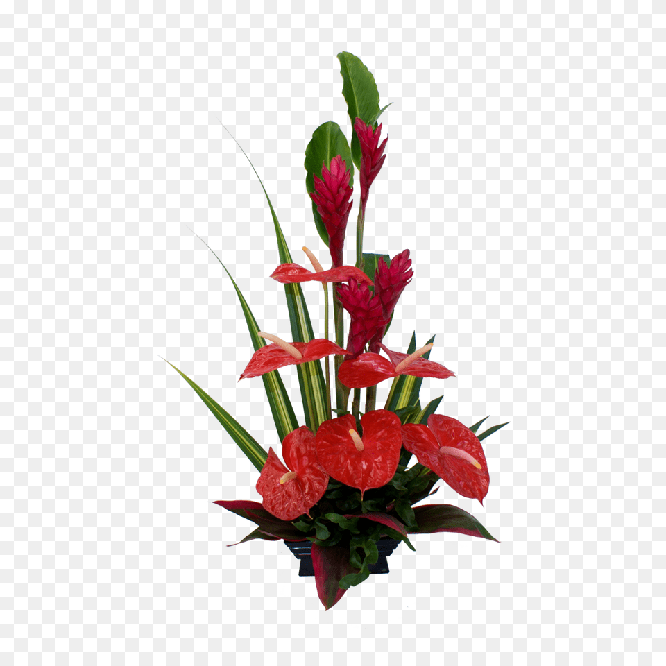 Red Anthurium And Ginger Hawaiian Flowers Hawaiian Flowers, Flower, Flower Arrangement, Flower Bouquet, Plant Free Transparent Png