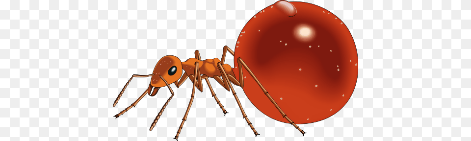 Red Ants Clipart Kid, Animal, Ant, Insect, Invertebrate Free Png