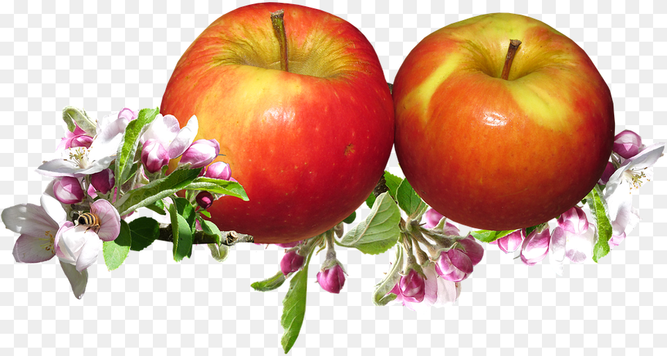 Red Apples Apple Blossom Springtime Garden Yabloki, Food, Fruit, Plant, Produce Free Transparent Png