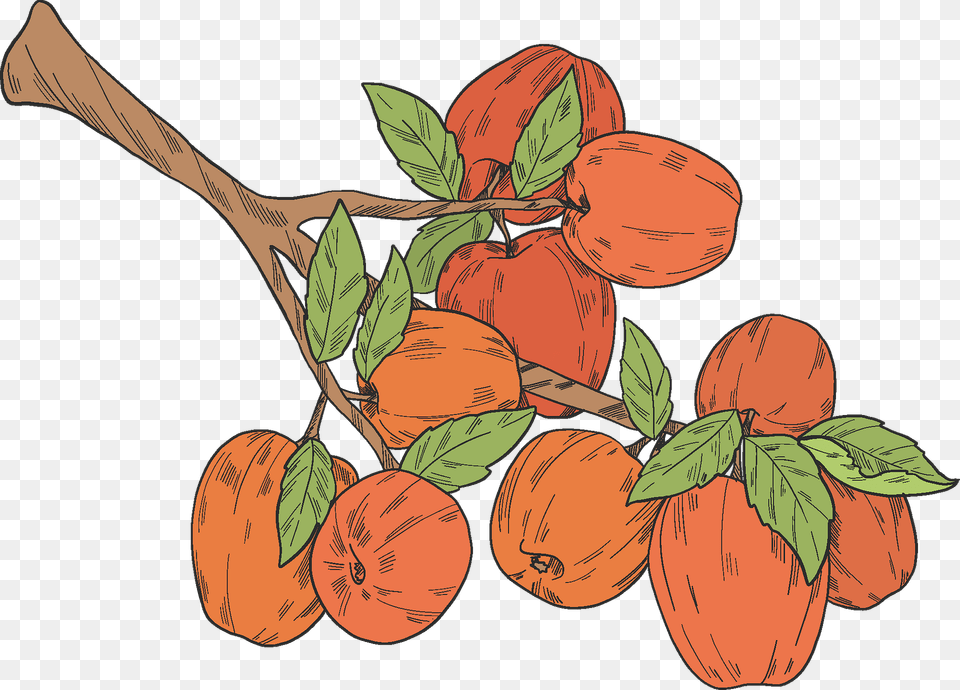 Red Apples On A Branch Clipart, Food, Fruit, Plant, Produce Free Transparent Png