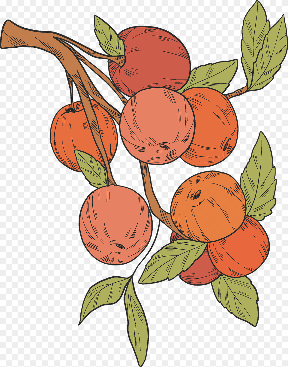 Red Apples On A Branch Clipart, Food, Fruit, Plant, Produce Free Png