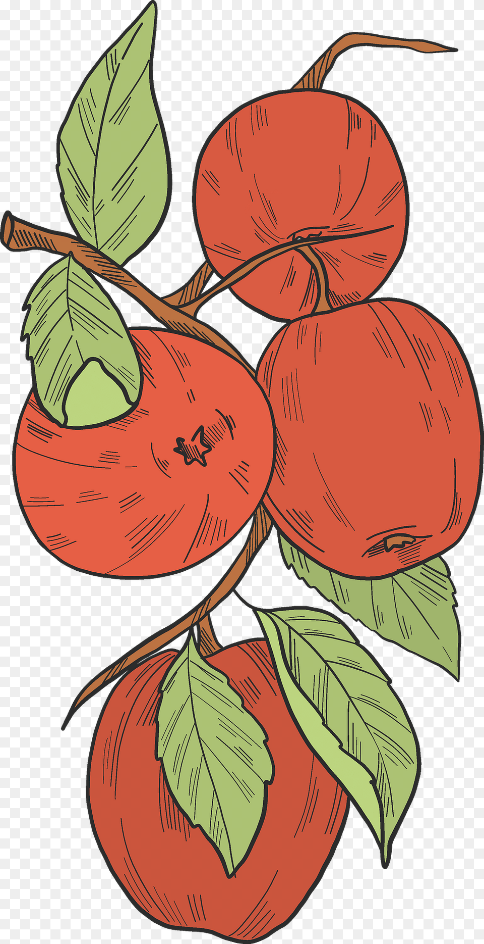 Red Apples On A Branch Clipart, Food, Fruit, Plant, Produce Free Transparent Png