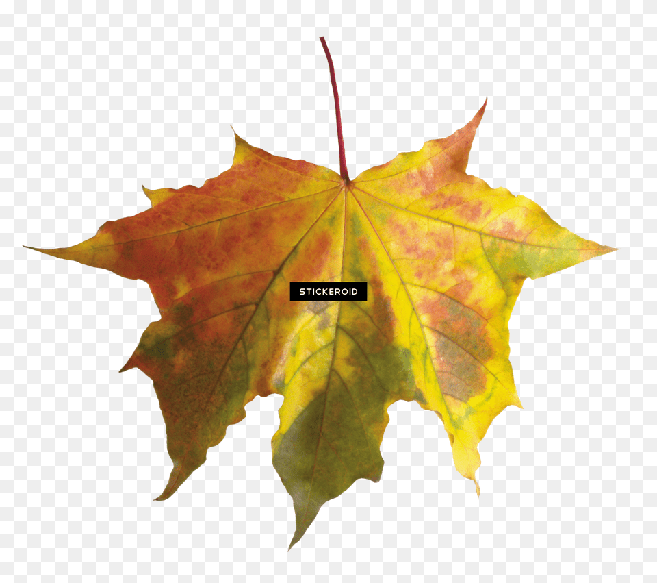 Red Autumn Leaf Leaves Fall Leaf Without Background Free Png