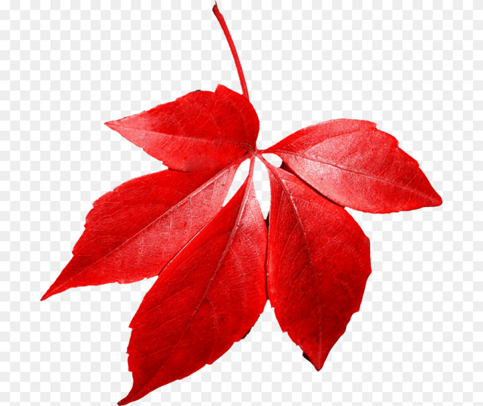 Red Autumn Leaf Red Autumn Leaves Transparent Background, Plant, Tree, Maple Free Png