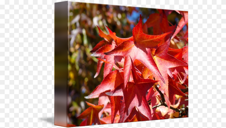 Red Autumn Leave Art Prints Fall Trees By Baslee Troutman Fine Maple Leaf, Plant, Tree Png Image