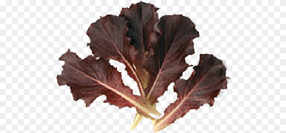Red Batavia Baby Leaf Mustard Greens, Food, Produce, Leafy Green Vegetable, Plant Free Transparent Png