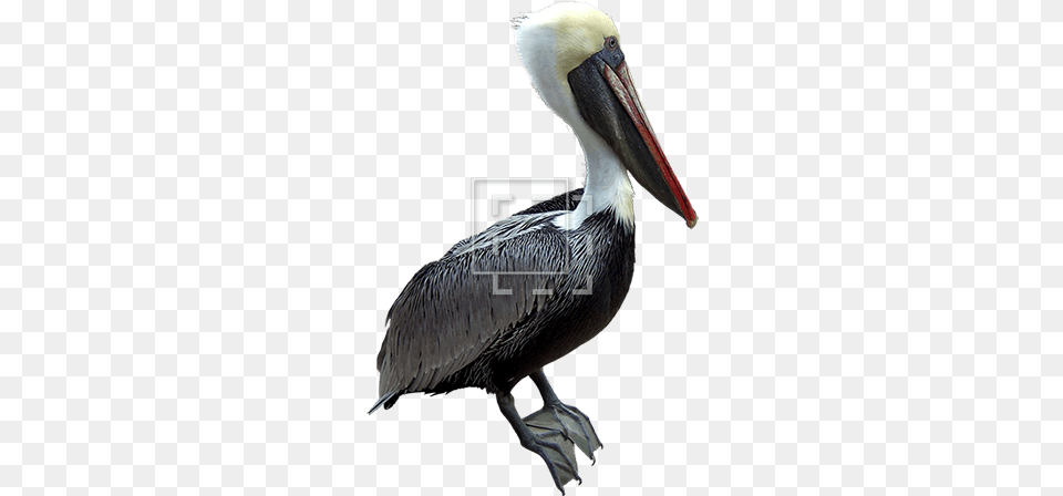 Red Beak Pelican Brown Pelican, Animal, Bird, Waterfowl Png Image