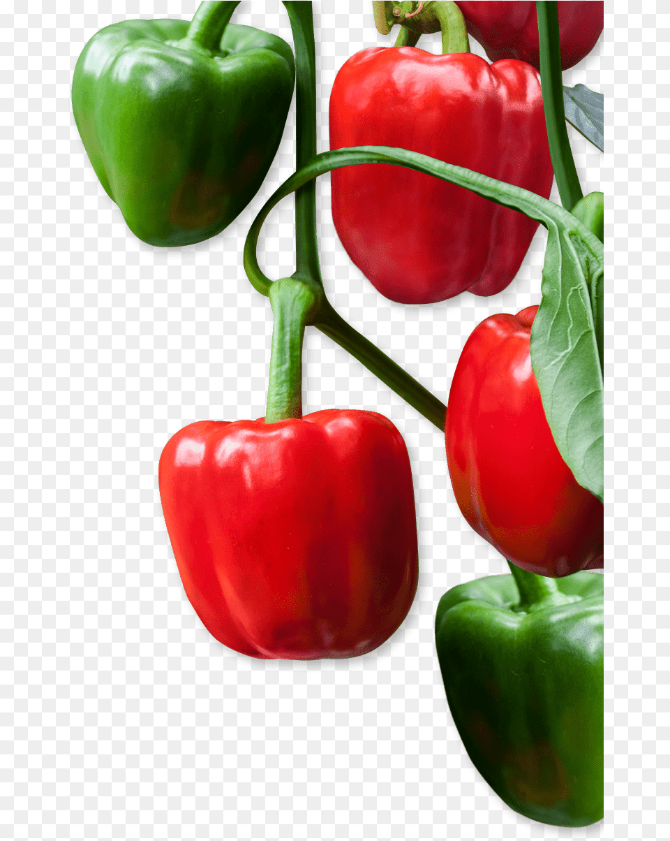 Red Bell Pepper, Bell Pepper, Food, Plant, Produce Free Png