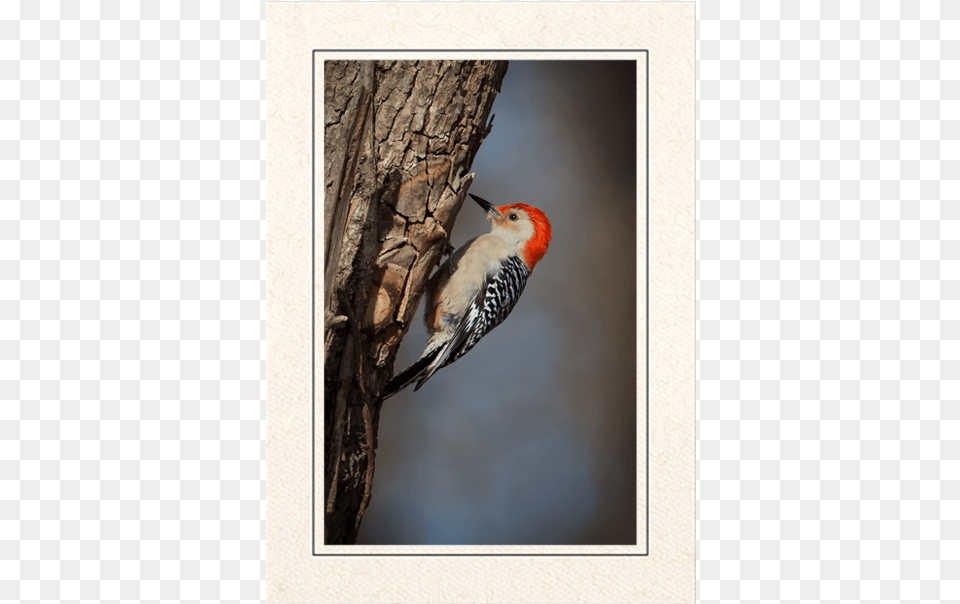 Red Bellied Woodpecker, Animal, Bird Free Png