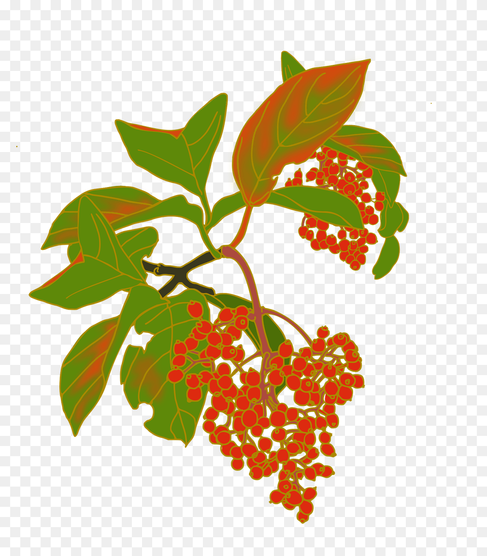 Red Berries Clipart, Leaf, Plant, Tree, Herbal Png