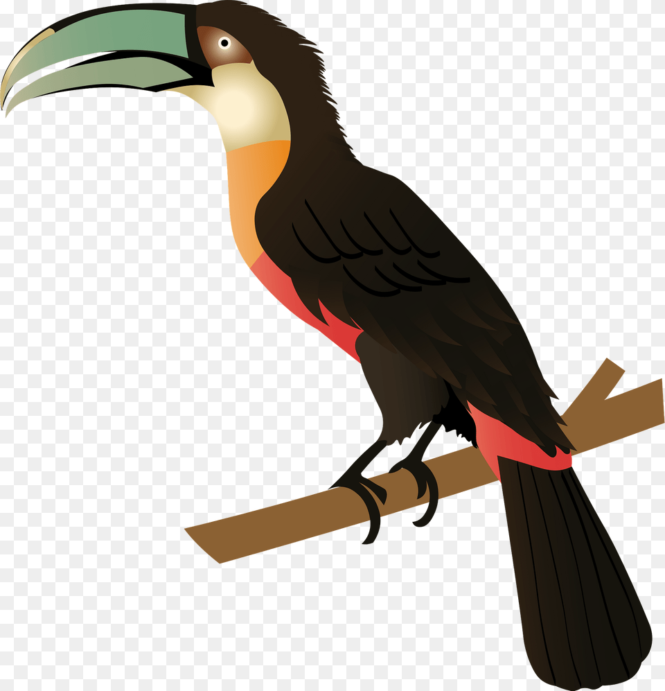 Red Billed Toucan Clipart, Animal, Beak, Bird Png Image