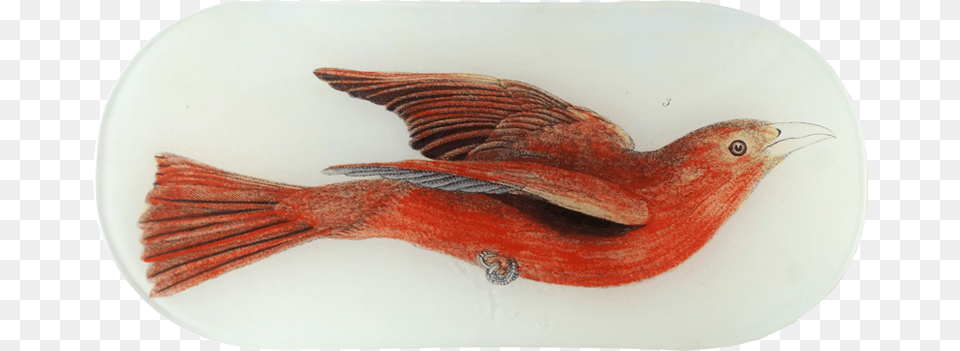 Red Bird, Animal, Beak, Finch, Cardinal Free Png