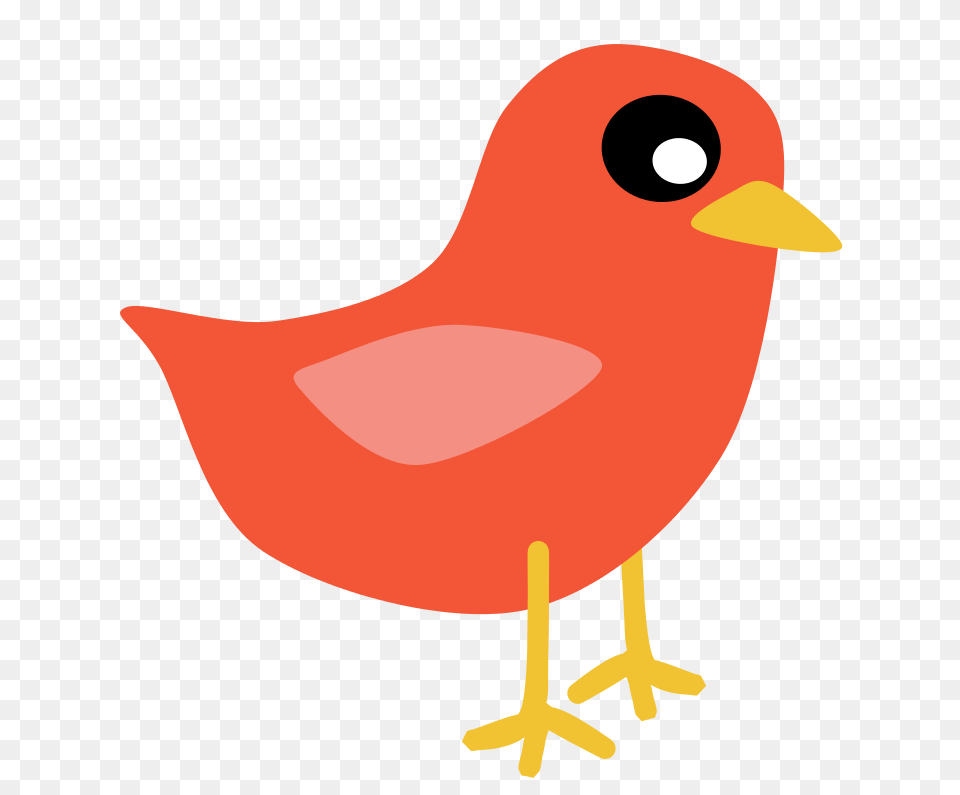 Red Bird, Animal, Beak Png