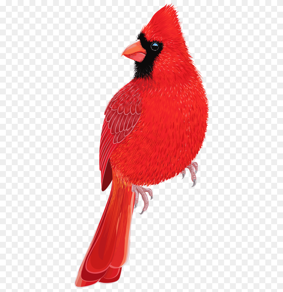 Red Bird, Animal, Cardinal Png Image