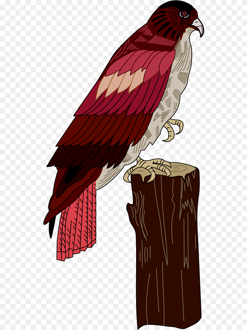 Red Bird, Animal, Beak, Plant, Tree Png Image